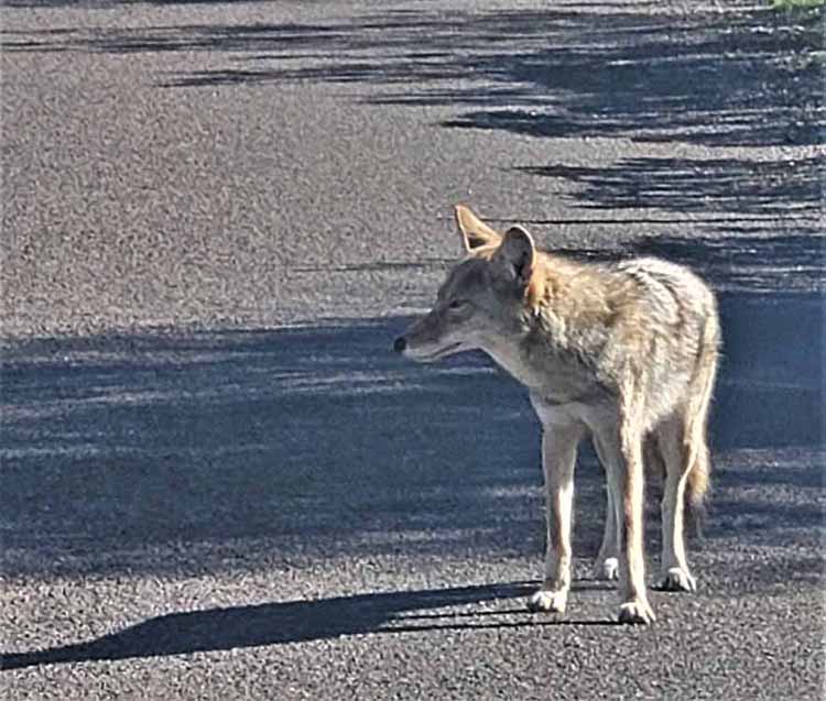 coyote